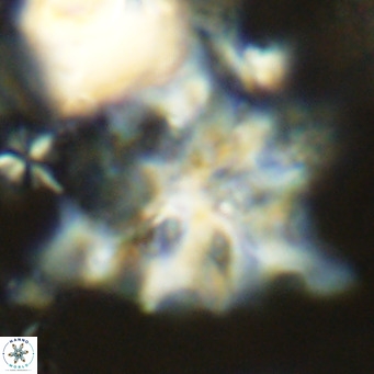 Lithostromation perdurum VR 06796