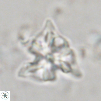 Lithostromation perdurum VR 06838