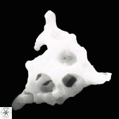 Lithosromation perdurum 995 23