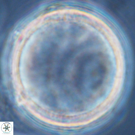 Loenella granifera VR 09223