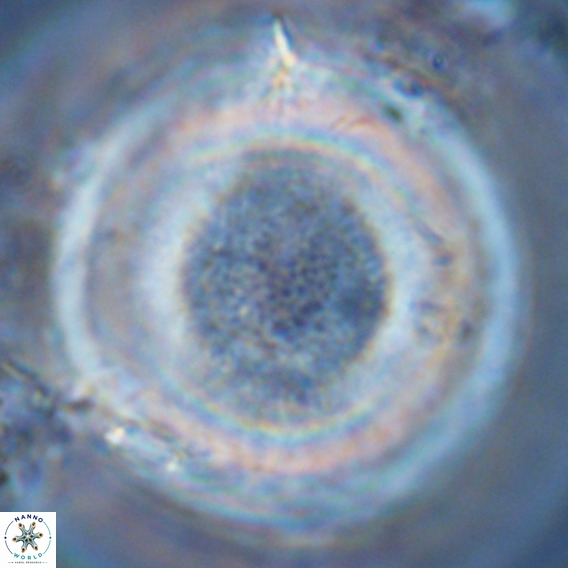 Loenella granifera VR 09224