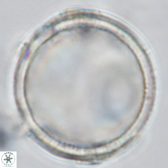 Loenella granifera VR 09225