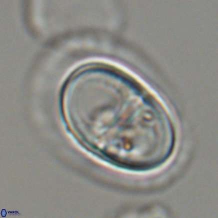 Lophodolithus nascens 24312 1