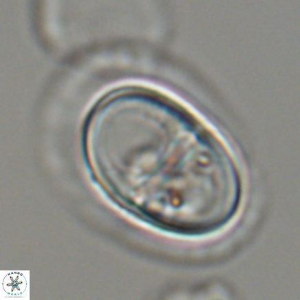 Lophodolithus nascens 24312 1
