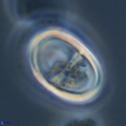 Lophodolithus nascens 24313 1