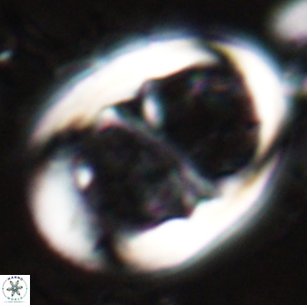 Lophodolithus praenascens 23377