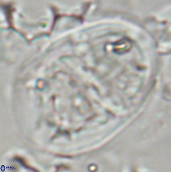 Lophodolithus praenascens 23379