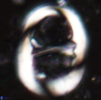 Lophodolithus praenascens 23373