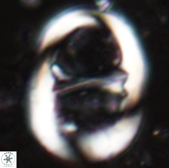 Lophodolithus praenascens 23373
