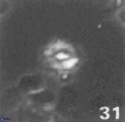 Diorofolithus emrei 58894
