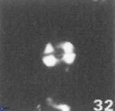 Diorofolithus emrei 58894
