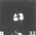 Diorofolithus emrei 58894