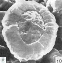 Miravetesina favula 3704