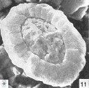 Miravetesina favula 3704