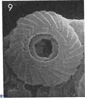 Cyclagelosphaera perforata 13758