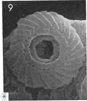 Cyclagelosphaera perforata 13758