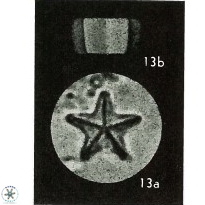 Micrantholithus pinguis 2376