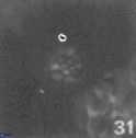 Perideraiolithus ponticus 59139