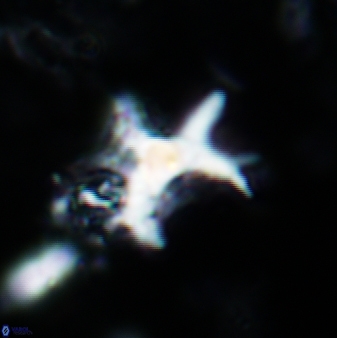 Marthasterites furcatus 878