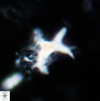 Marthasterites furcatus 878