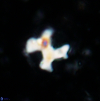 Marthasterites furcatus 1172