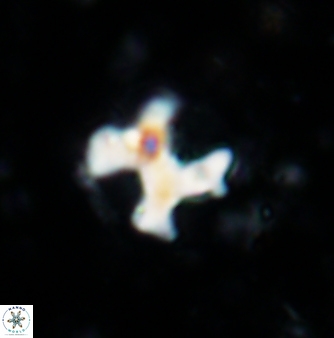 Marthasterites furcatus 1172