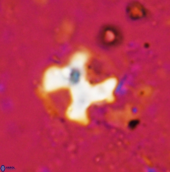 Marthasterites furcatus 1173