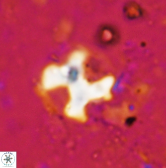 Marthasterites furcatus 1173