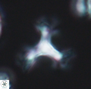 Marthasterites furcatus 11823