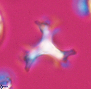 Marthasterites furcatus 11824