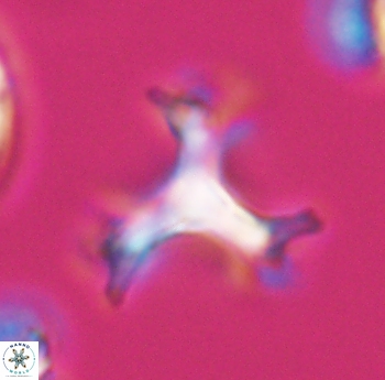 Marthasterites furcatus 11824
