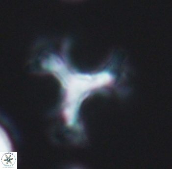 Marthasterites furcatus 11826