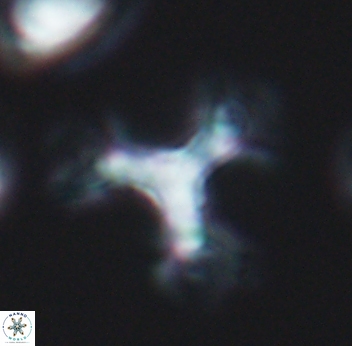Marthasterites furcatus 11827