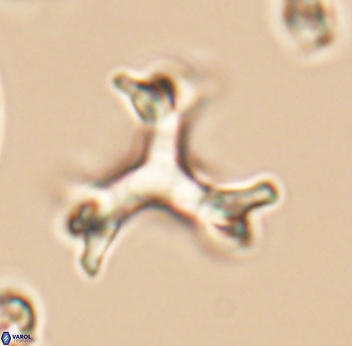 Marthasterites furcatus 11829