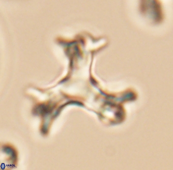 Marthasterites furcatus 11830