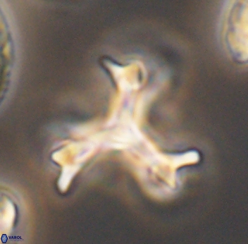 Marthasterites furcatus 11831