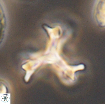 Marthasterites furcatus 11831