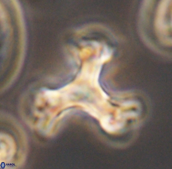 Marthasterites furcatus 11832