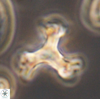 Marthasterites furcatus 11832