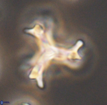 Marthasterites furcatus 11833