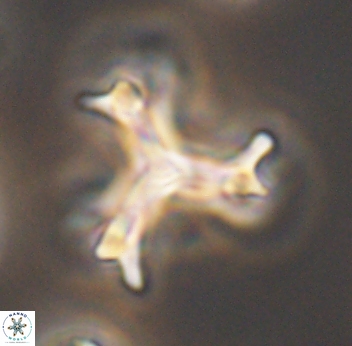 Marthasterites furcatus 11833