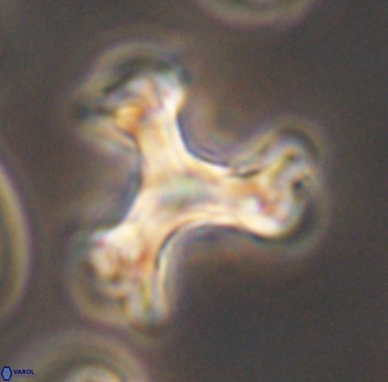Marthasterites furcatus 11834