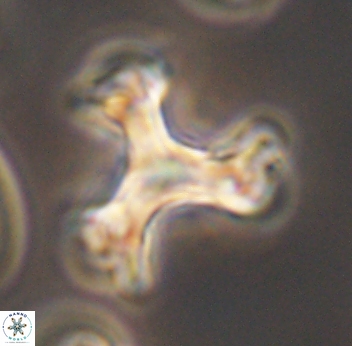 Marthasterites furcatus 11834