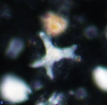 Marthasterites furcatus 1545