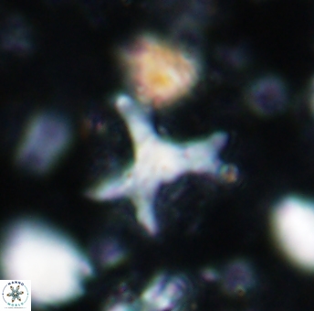 Marthasterites furcatus 1545