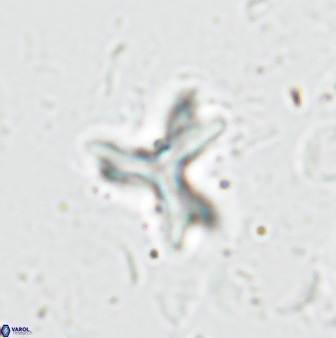 Marthasterites furcatus 33974