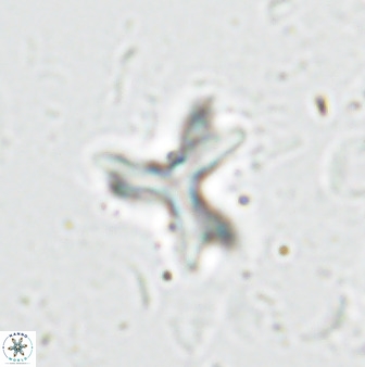 Marthasterites furcatus 33974