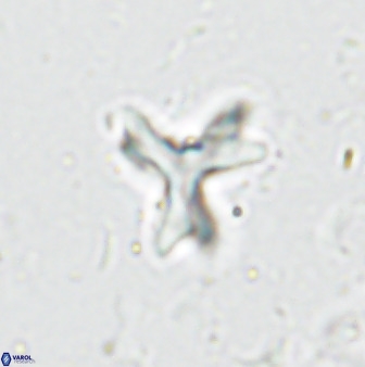 Marthasterites furcatus 33975