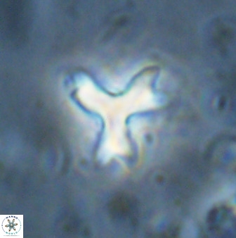 Marthasterites furcatus 33976