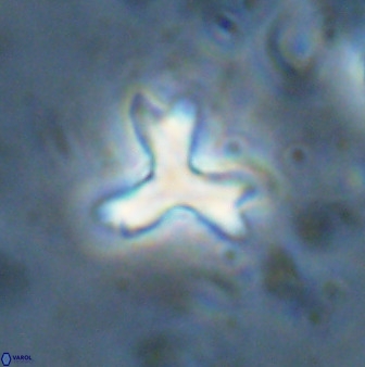 Marthasterites furcatus 33977